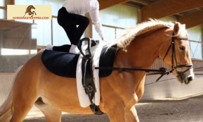 Choosing the Right Equine Vaulting Equipment