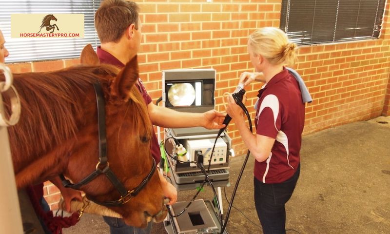 Overview of Equine Endoscopy