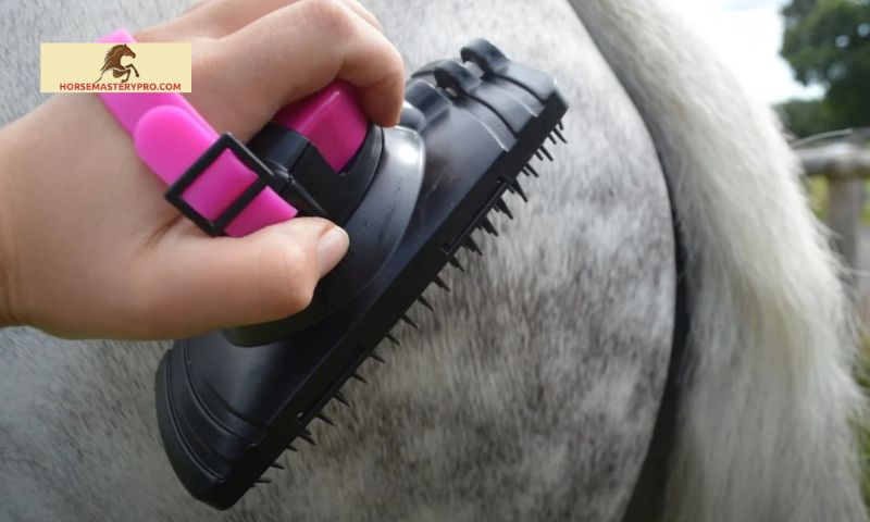 Importance of Proper Horse Grooming