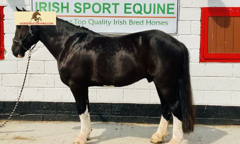 Tips for Inspecting and Evaluating Irish Sport Horses