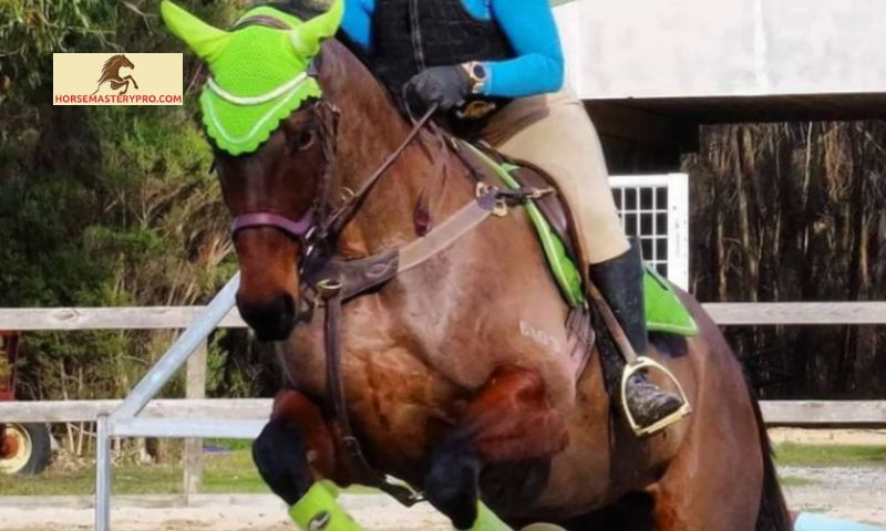 Top Lime Green Horse Sport Boots on the Market