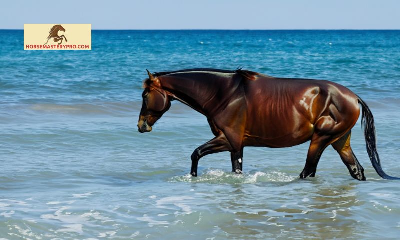 Promoting Ocean Horse Health and Wellness