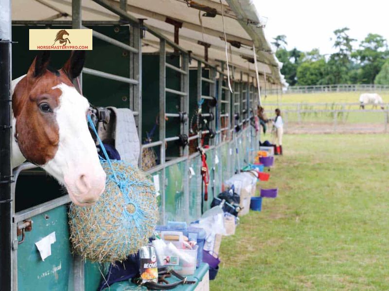 Essential Horse and Pony Care Questions