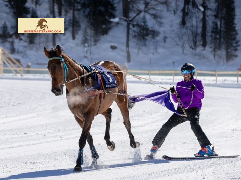 Winter Sports with Horses