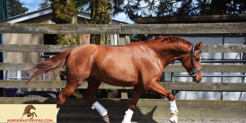 Unveiling the Dark Side: Quarter Horse Training Abuse