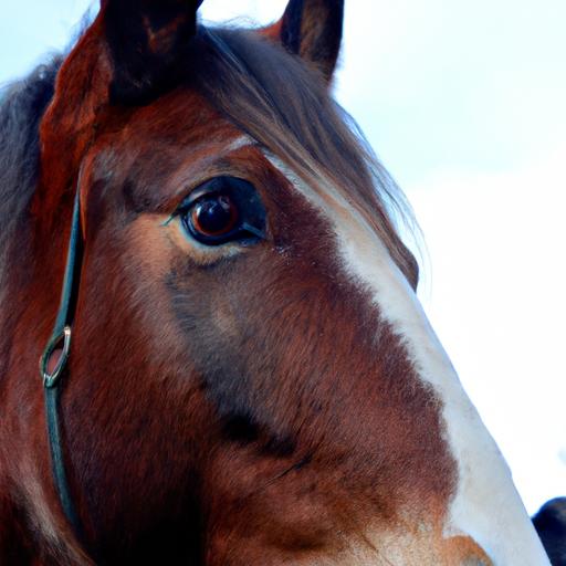 The captivating gaze of the Irish Draught x Irish Sport Horse reveals its intelligence and gentle nature.