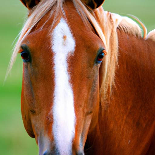 A native horse breed showcasing its distinctive traits and elegance.
