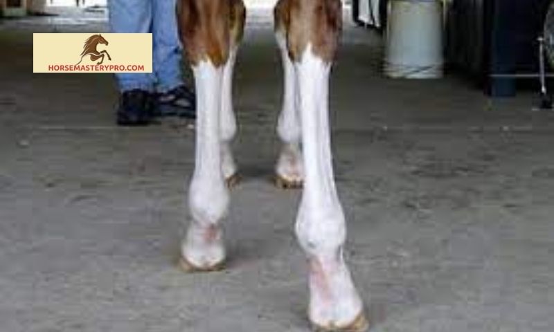 Uncommon Leg Markings on Horses
