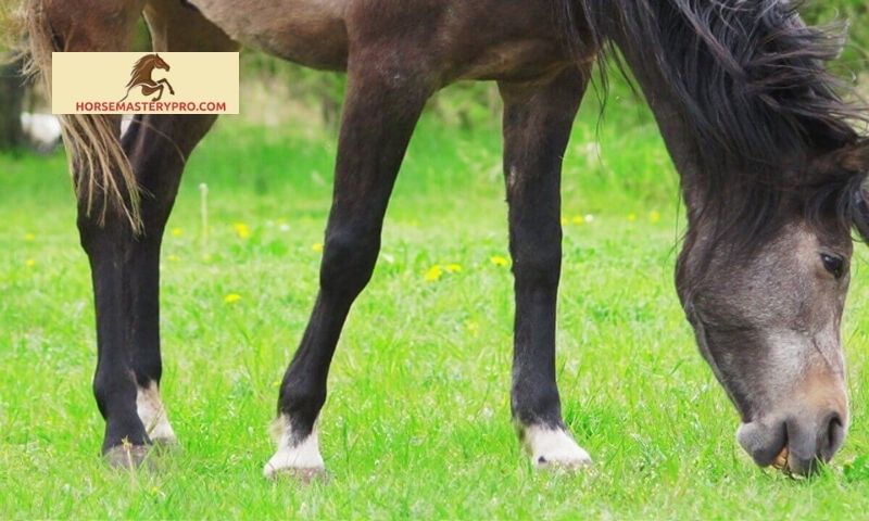 Factors Influencing Leg Markings in Horses
