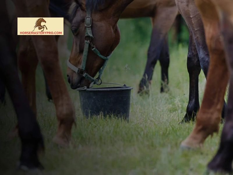 Symptoms of a Sprained Fetlock Joint in Horses