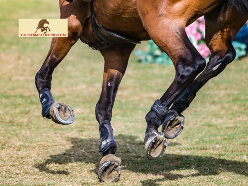 Symptoms and Identification of Wind Puffs in Horses