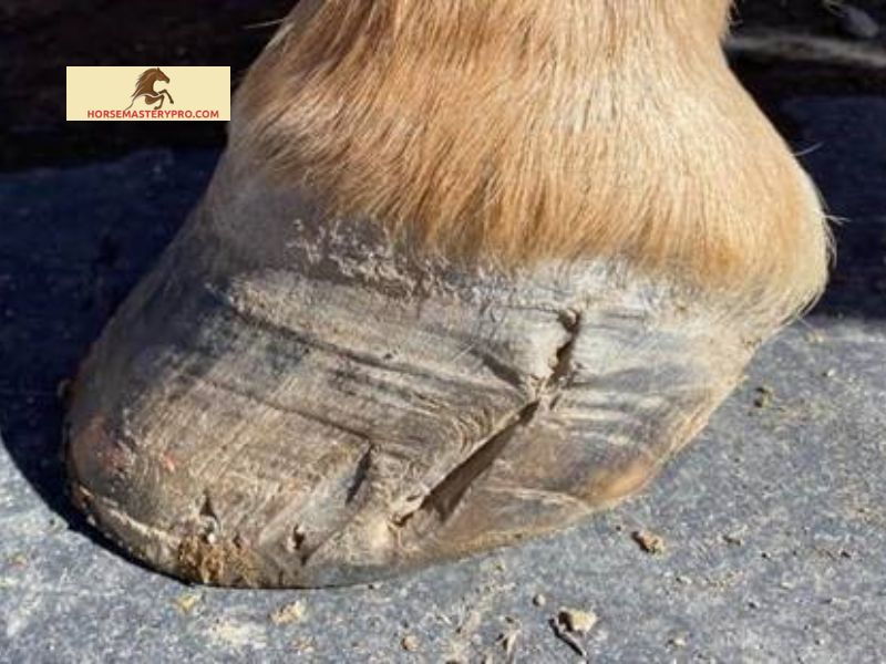 Causes and Risk Factors of Quarter Crack in Horses