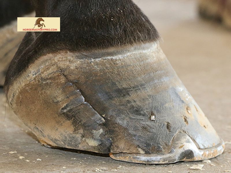 Signs and Symptoms of Quarter Crack in Horses