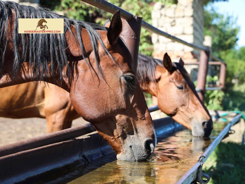 Brief Overview of Horse Hydration
