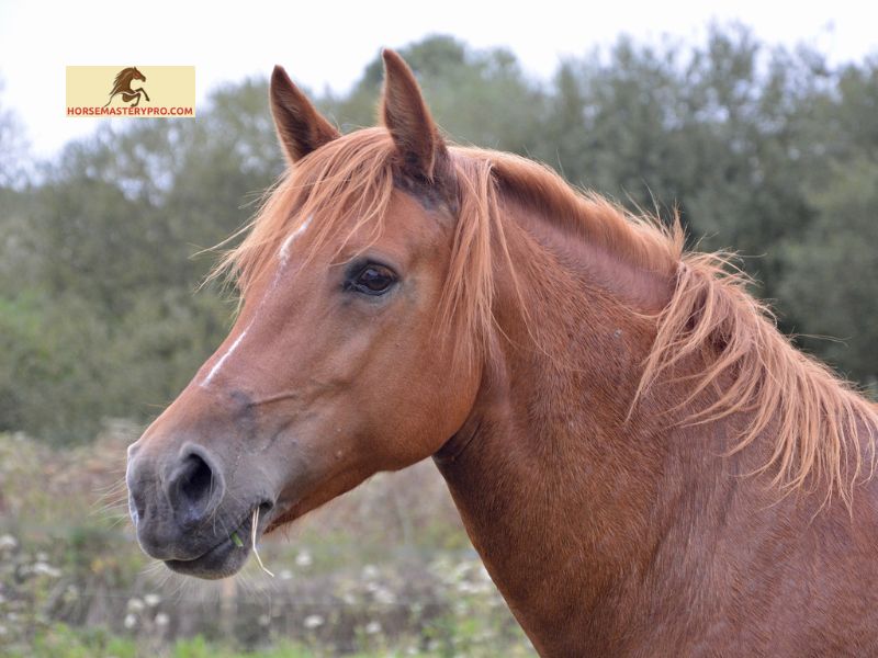 Understanding Cushing's Disease in Horses