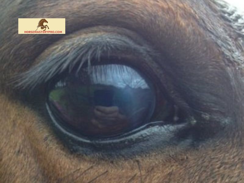 Treatment Options for White Spots in Horse's Eyes