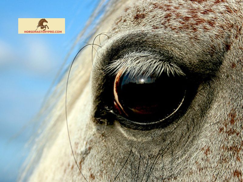 Diagnosing White Spots in Horse's Eyes