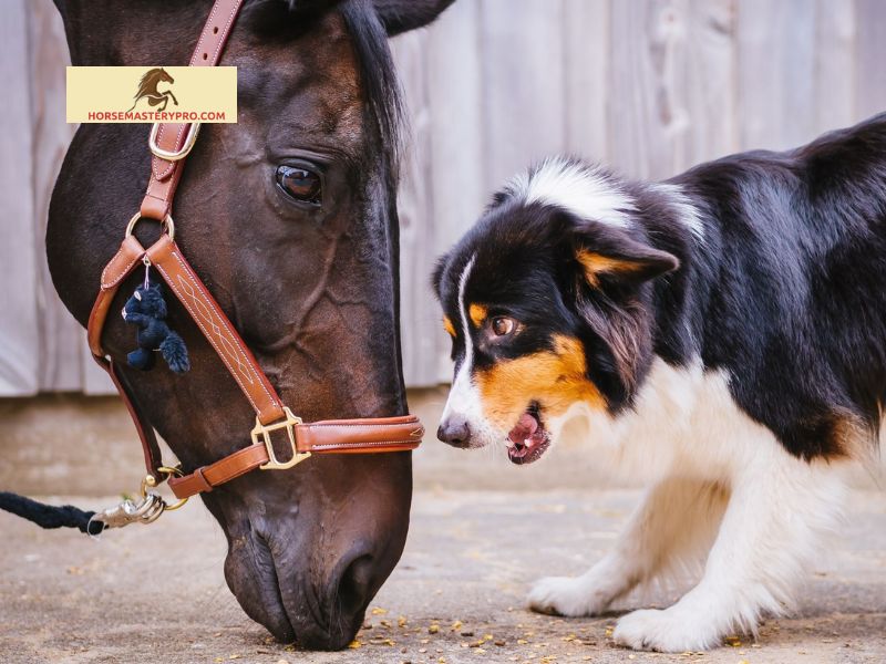 Popular Dog Breeds That Look Like Horses