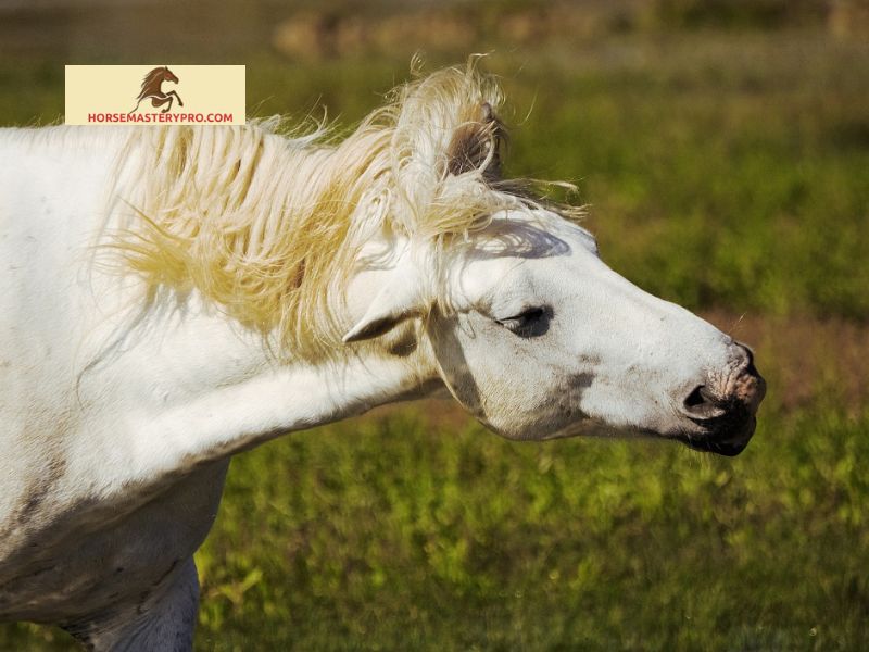 Causes of Head Shaking in Horses