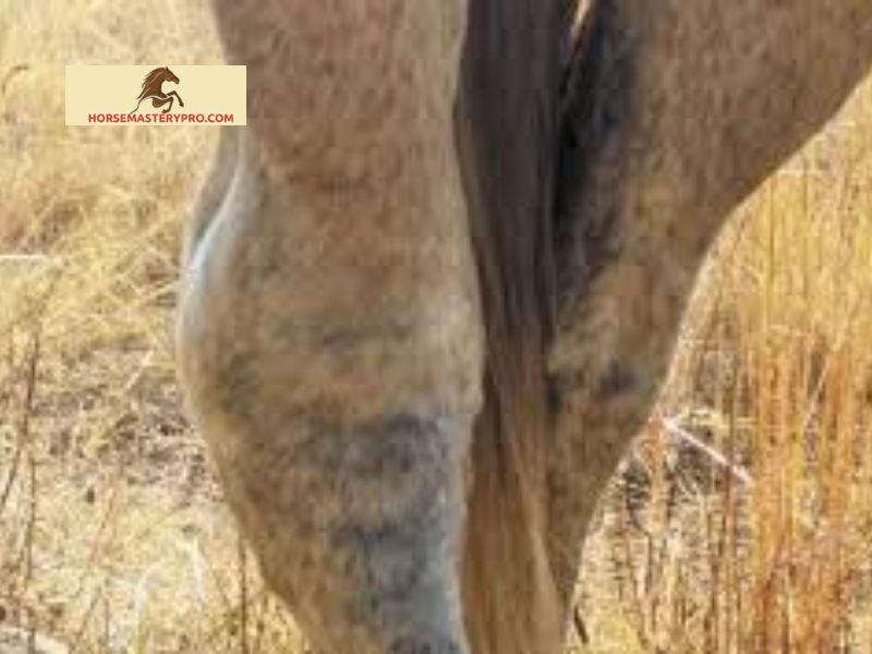 Preventive Measures for Arthritis in Horses Hocks