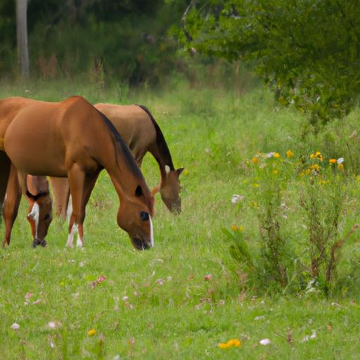 Horses grazing on a balanced diet to maintain insulin sensitivity.