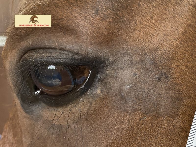 Identifying Warts on Horses