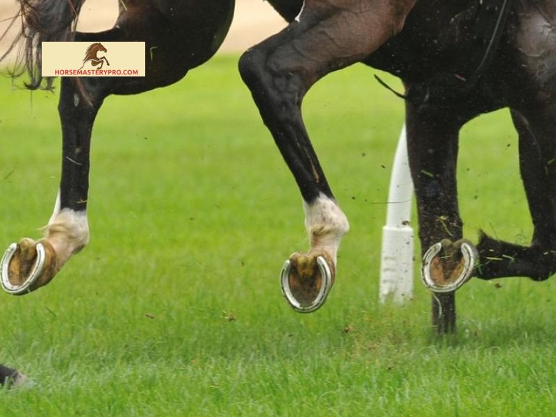Why are Horse Shoes Important for Race Horses?