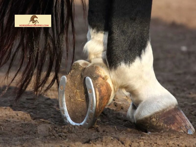 The Relationship Between Race Horses and Shoes