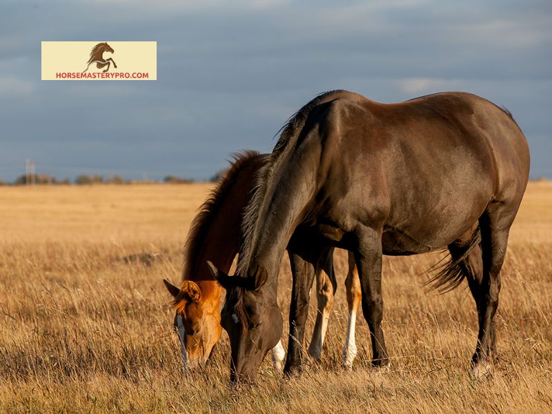 Colic in Horses: An Overview