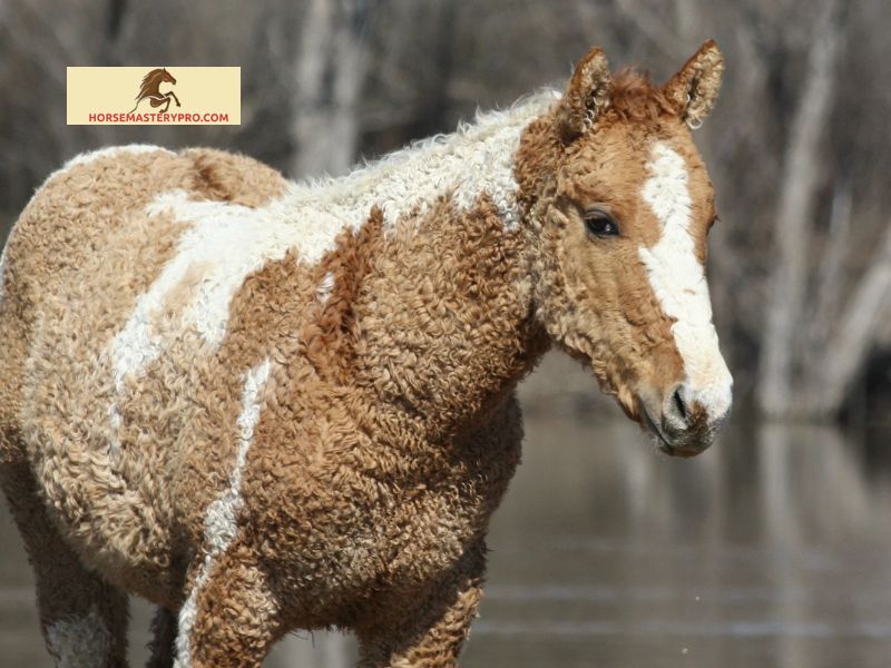 Characteristics and Physical Appearance of Horses with Curly Hair