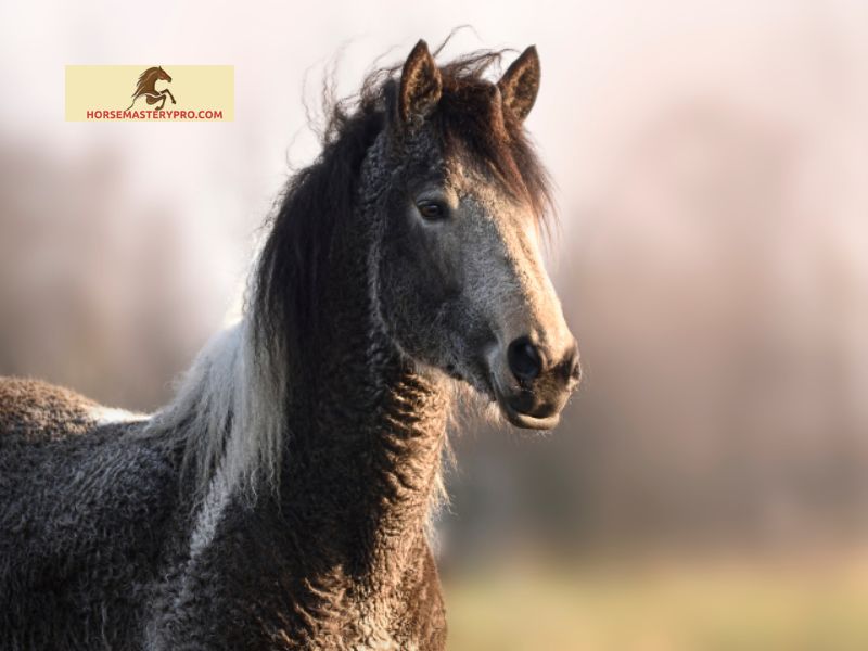 History and Origin of Horses with Curly Hair
