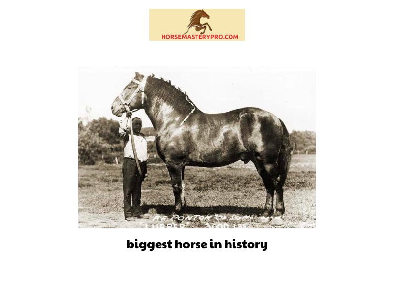biggest horse in history 1
