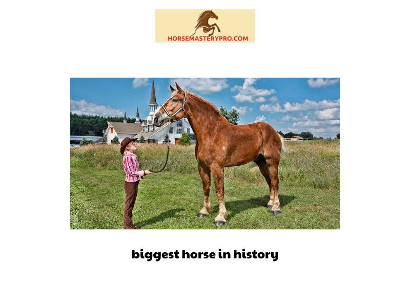 biggest horse in history 2