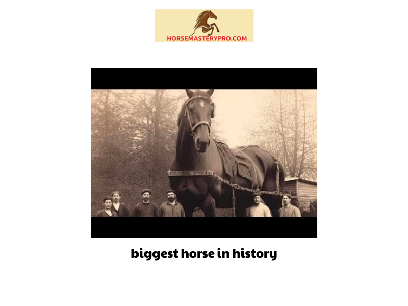biggest horse in history 3