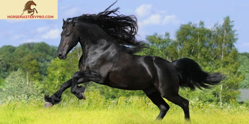 Horse Breeds for Heavy Riders