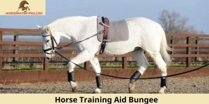 Horse Training Aid Bungee