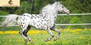 Spotted Horse Breed 9 Letters