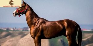 Iranian Horse Breeds