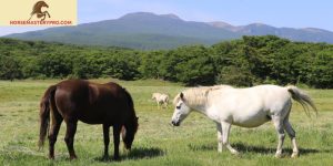 The Majestic Korean Horse Breeds
