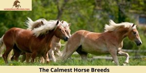The Calmest Horse Breeds