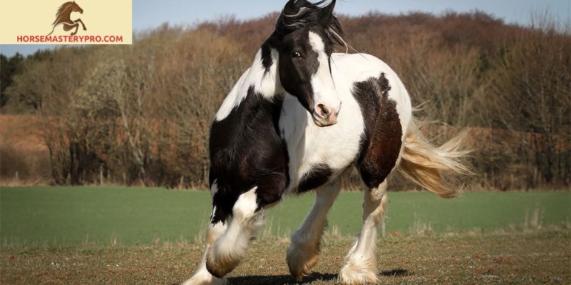 Irish Sport Horse Züchter Deutschland