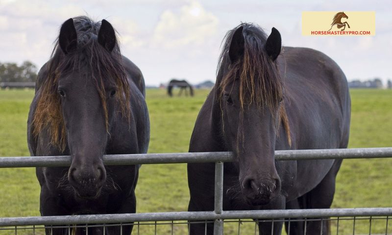 Description and Characteristics of Dutch Warmblood Horses
