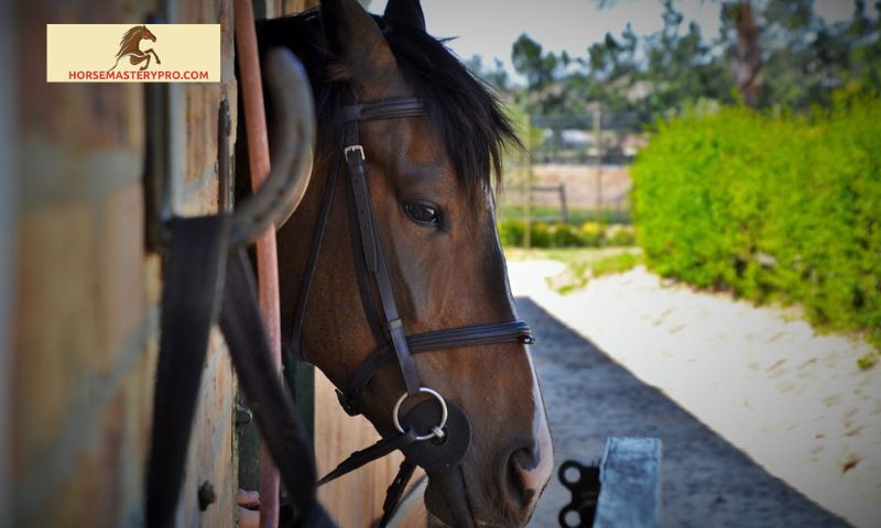Silver Horse Care Reviews: Making Informed Decisions for Your Equine Companion