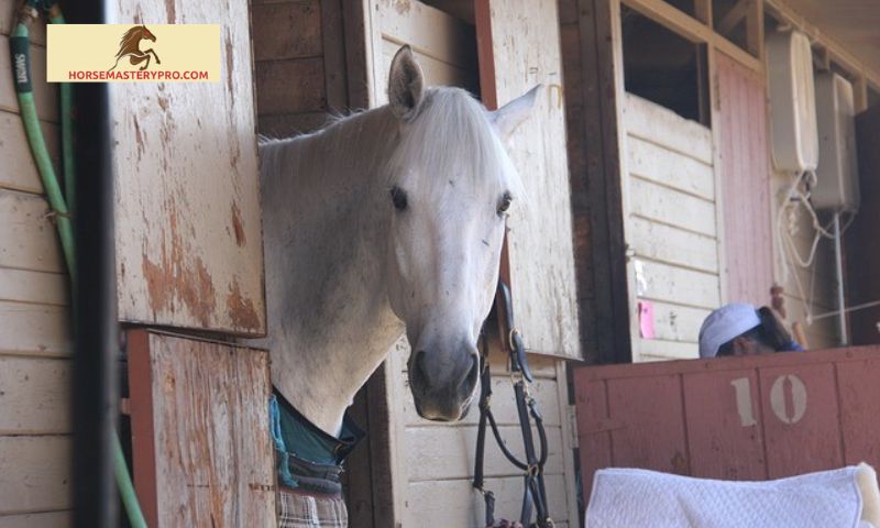 Understanding Silver Horse Care