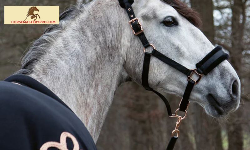 Rose Gold Horse Grooming Kit: Elevate Your Horse's Style and Care