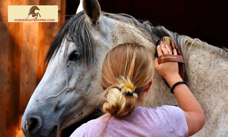 Understanding the Roma Horse Grooming Kit