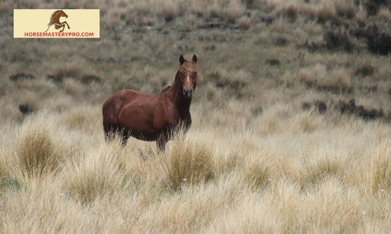 Popular Horse Breeds in New Zealand