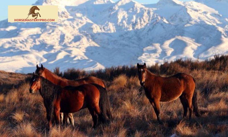 Lesser-known Horse Breeds in New Zealand