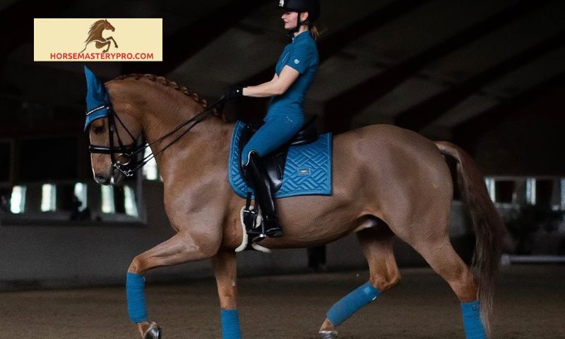 Horse Riding Shop Zurich: Your Gateway to Equestrian Excellence