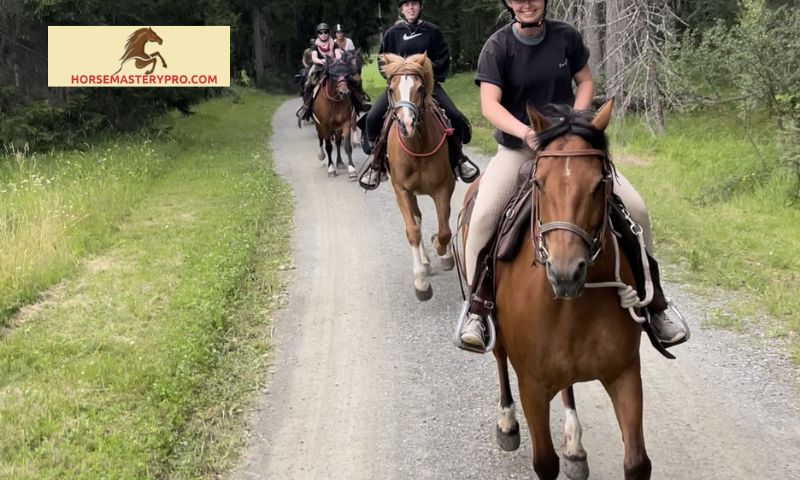 Characteristics of a Reliable Horse Riding Shop in Zurich